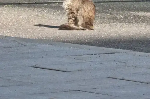 Найдена кошка на набережной Тараса Шевченко, Москва