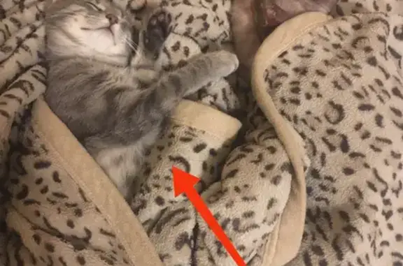 Кошки потеряшки, Санкт-Петербург, фото: Потеряшка кошка на 2-й Комсомольской, СПб