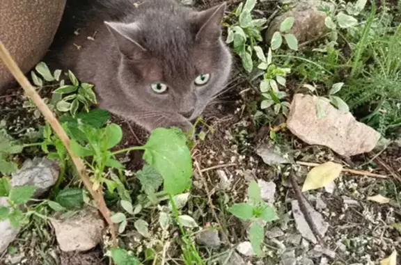 Найдена кошка на ул. Тургенева, 18, Киров