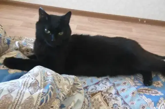 Пропала чёрная кошка на Тюменском тракте, Сургут.