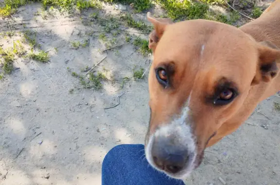 Собака Стаф терьер найдена в Михайловском переулке, Волгоград