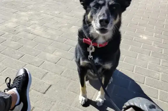 Собаки потеряшки, , фото: Потеряшка собака породы Папильон в Павловском посаде, возможно кража.