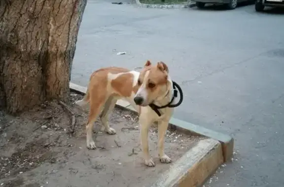 Собака с ошейником на Ветеранов Труда, 9 в Тюмени