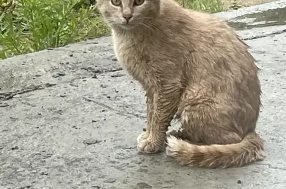 Рыжая кошка на Солнечной улице, Кратово