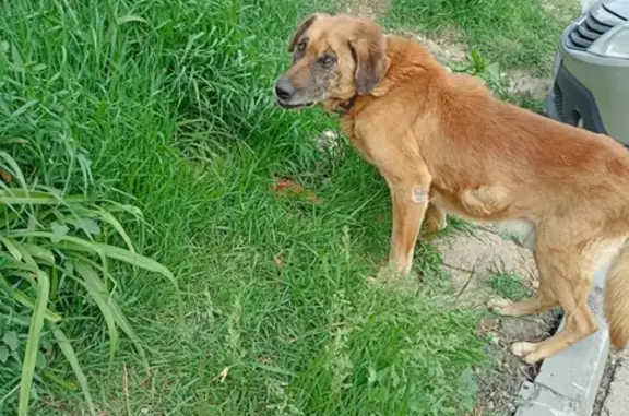 Найдена рыжая собака на 3-й Степной улице, Саратов