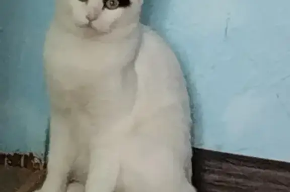 Пропала белая кошка на ул. 20-летия Победы, 192, Соликамск