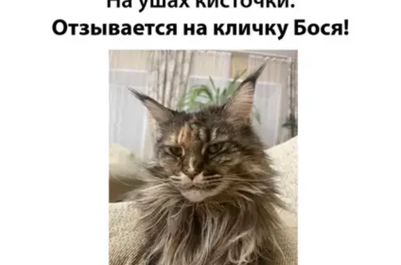 Пропала кошка в Кузнецком поселении, Челябинская область