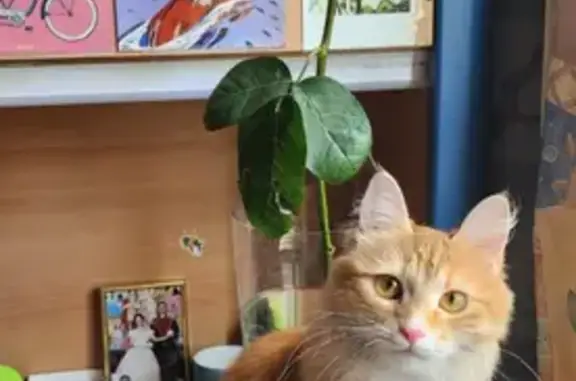 Пропала рыжая кошка в Москве