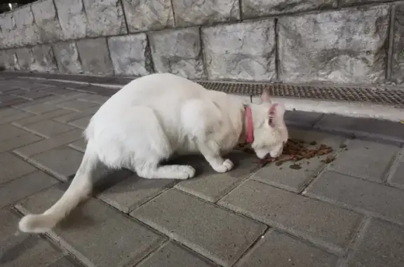 Потеряшка-белый кот возле Днс на Геленджикском проспекте