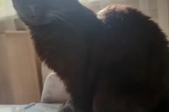 Найдена домашняя черная кошка, Янино-1