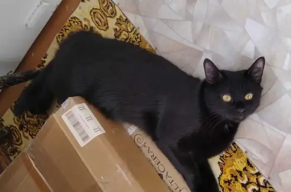 Пропала черная кошка с белой шерстью на улице 5 Августа, 36 к3, Белгород