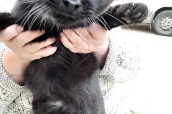 Найден чёрный котик на ул. Дружбы, 22 в Брянске