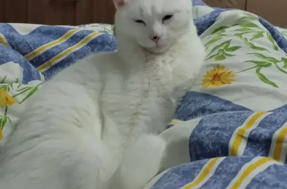 Пропала белая кошка на Черноморском 77Б, Азов