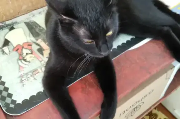 Пропала черная кошка с белым пятном на шее, 5 Августа, 36 к3, Белгород
