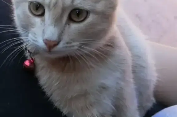Пропала кошка Кузя на Урожайной, 31, Саракташ