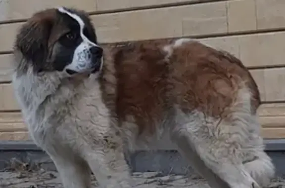 Пропала собака Лика в районе Шоколада, Ставрополь