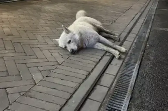 Собака без ошейника на Донской Станице