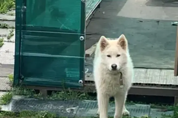 Найдена собака на Новоалександровской улице