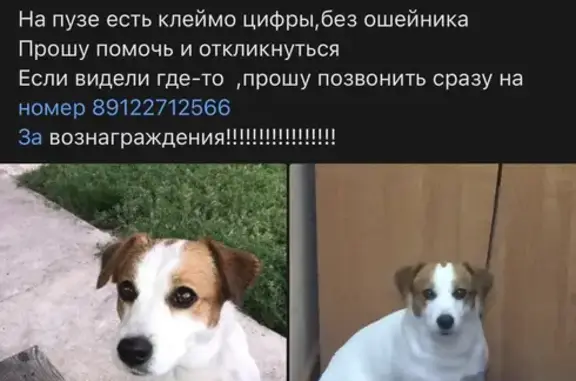 Пропала собака на Пролетарской, 2