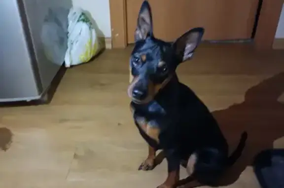 Найдена собака, Санкт-Петербург, фото: Собака найдена на пр. Юрия Гагарина 37, СПб.