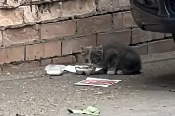 Найден котенок на ул. Павловская, Москва