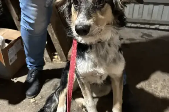 Найдена собака на ул. Советской Армии 17 в Самаре