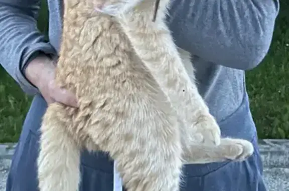 Пропала кошка Кот в Златоусте, Челябинская область.