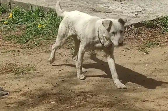 Найдена белая собака на Петровско-Заводской, ищет хозяина