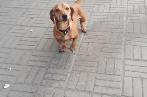 Собака Мальчик найдена на остановке в Челябинске и забрана домой
