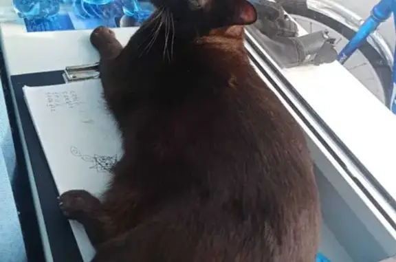 Потерянные животные Санкт-Петербург, фото: Пропала кошка Мальчик, пр-т Художников 27 к1, СПб.