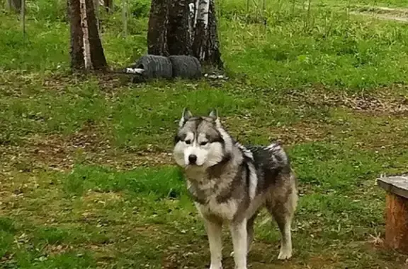 Найдена молодая серая собака Лайка в лесу Московской области