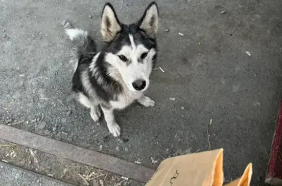 Собака-хаски найдена на Троицком тракте, Челябинск