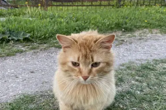 Найден рыжий кот с ошейником в Московской области