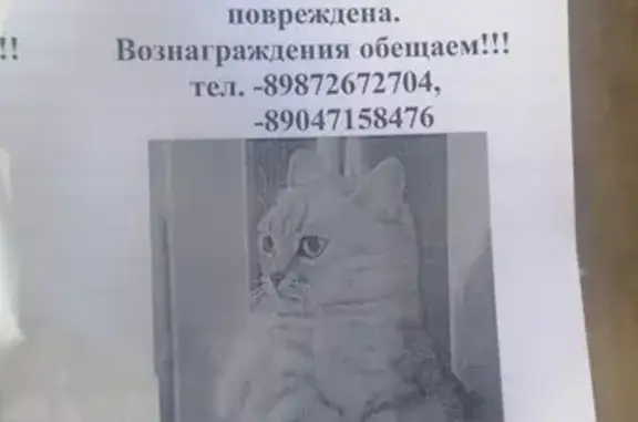 Пропала кошка на ул. Гагарина, 35 в Нижнекамске