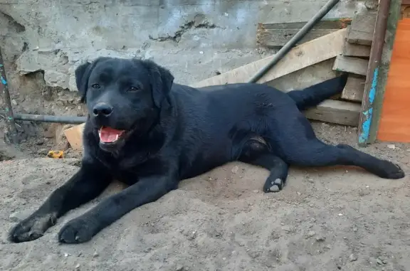 Пропала собака в Озёрном-Титово, Новосибирская обл.