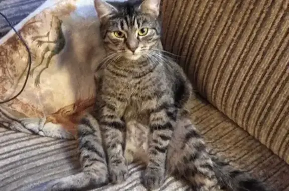 Пропала крупная серая кошка в Токсовском поселении