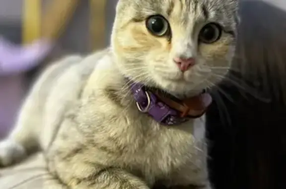 Найдена трехцветная кошка с обрезанными ушками на 10 лет Октября, 190 к2, Омск