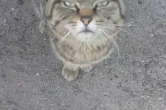 Найдена кошка на ул. Говорова, 25 в Томске