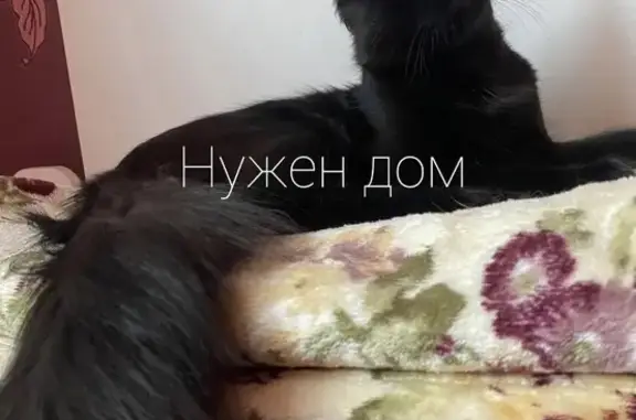 Ищем ответственную семью для спасенного котенка в Ростове-на-Дону