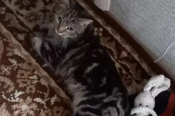Пропала кошка Кот на ул. Ворошилова, 13, Ишим