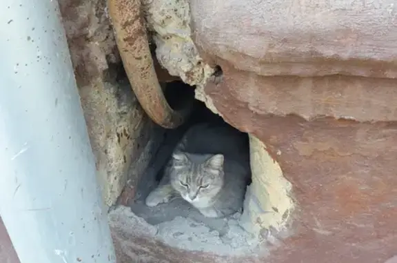 Найдена беременная кошка в Кемерово, ул. Дзержинского, 6