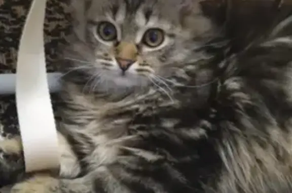 Кошки потеряшки, Ставрополь, фото: Потеряшка кот на ул. Доваторцев, 69/4, Ставрополь