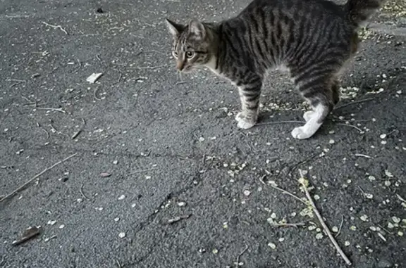 Найдена кошка на ул. Курчатова 16, Челябинск
