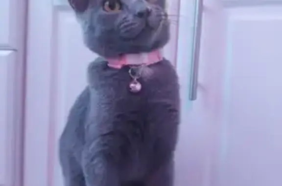 Потерянные животные Санкт-Петербург, фото: Пропала кошка на Тимуровской улице, СПб