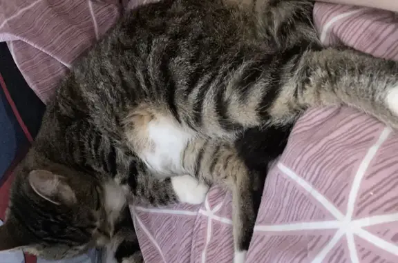 Кошки потеряшки, Санкт-Петербург, фото: Потеряшка кошка на Проспекте Просвещения, 32 к2