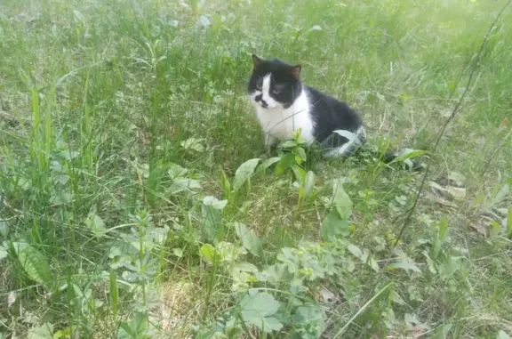 Пропала кошка на ул. Максимова, 7 в Кольчугино
