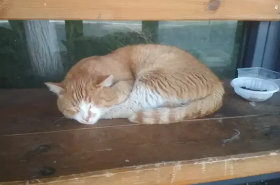 Найдена кошка на улице Советской в Новочебоксарске