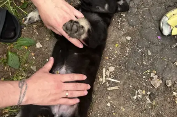 Найден черный щенок на ул. Владимирского, 26 в Арзамасе