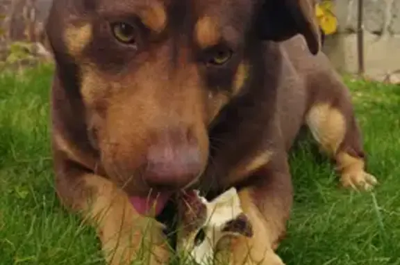 Пропала собака Малыш на Кубанской, 29
