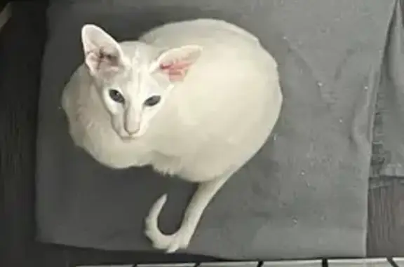 Пропала кошка на Ленинградском шоссе